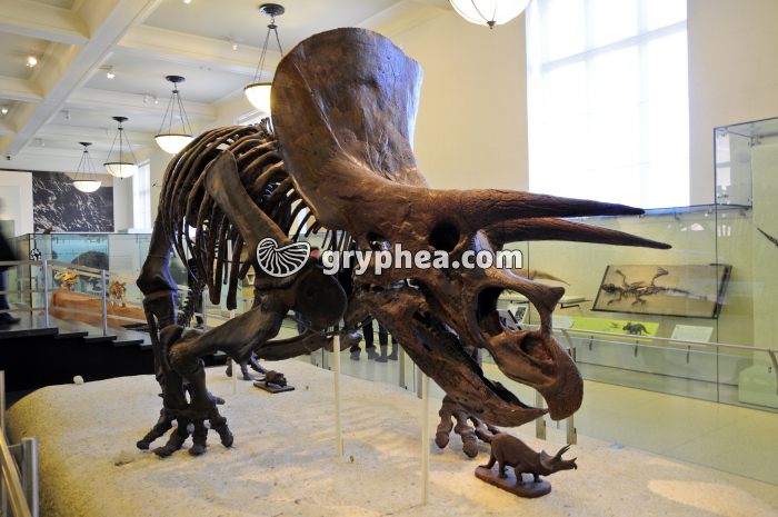 Triceratops - Squelette entier (Galerie du MHN de New York) - gryphea.com